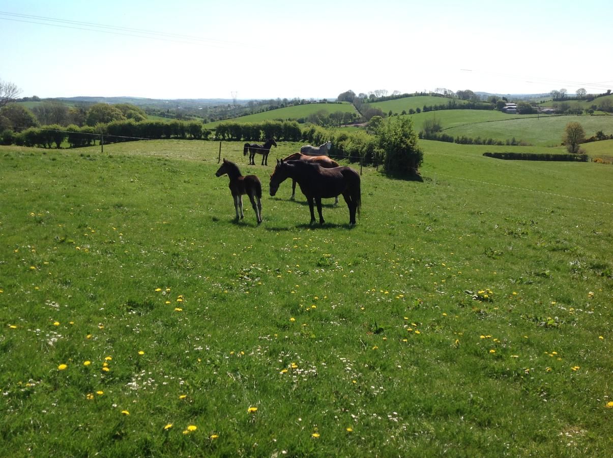 Отели типа «постель и завтрак» The Rock Equestrian Farm B&B Bailieborough-29